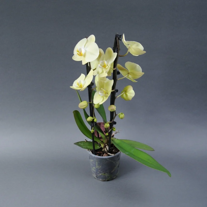 Orchid Serenity – The Graceful Phalaenopsis
